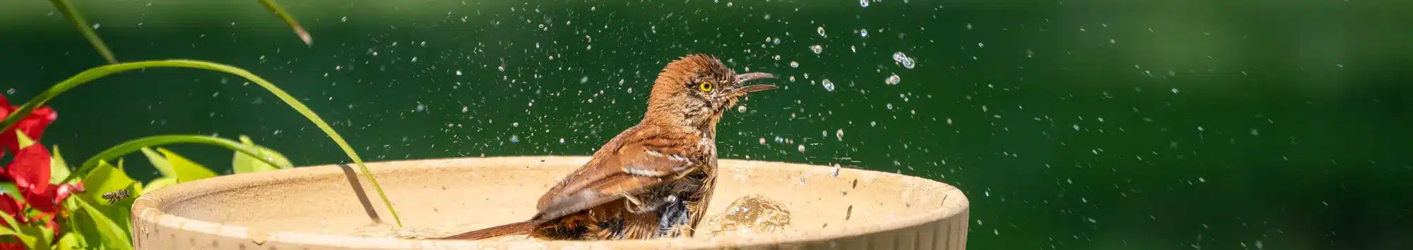 7 Creative Ideas for Homemade Cute and Adorable DIY Bird Baths