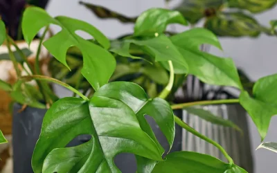 Philodendrons, Pothos, and the Perils of Poisonous House Plants