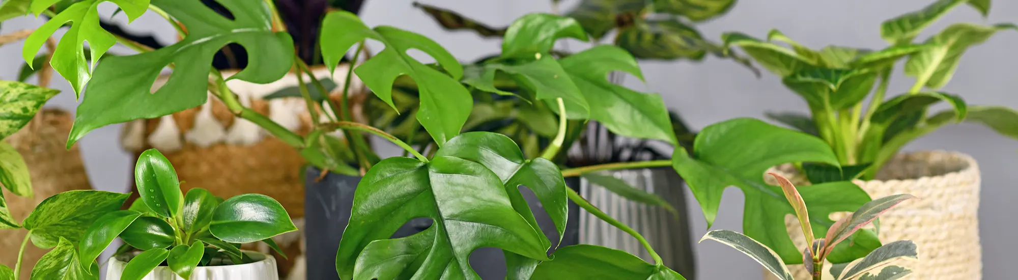 Philodendrons, Pothos, and the Perils of Poisonous House Plants