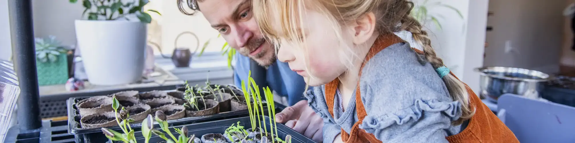 Indoor Greenhouses are Evergreen – 5 Great Ways to Create Your Own